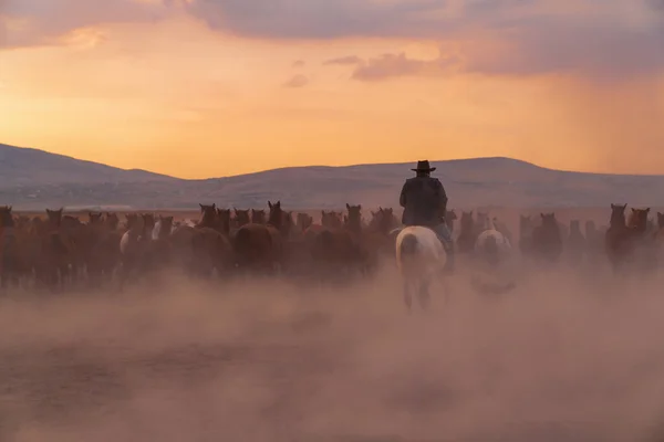 Batı kovboylarının akşamları tozlu atlara binişlerinin arka manzarası.