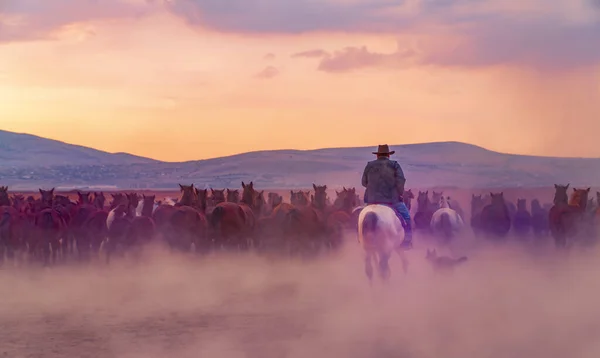 Baksidan Västra Cowboy Ridning Hästar Med Hund Damm Kvällen — Stockfoto