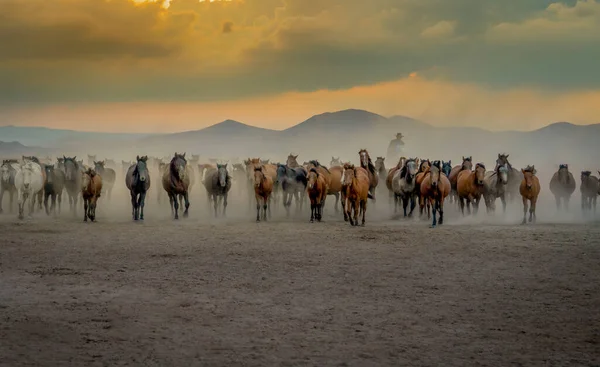 Western Cowboy Ridning Hästar Med Moln Damm Solnedgången — Stockfoto