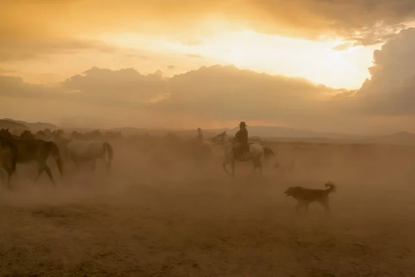 日没のほこりの雲の中に犬と西洋カウボーイ乗馬馬 — ストック写真