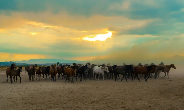 Cowboy Ocidental Equitação Cavalos Com Nuvem Poeira Por Sol — Fotografia de Stock