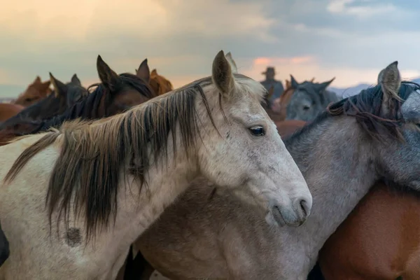 Closeup Cavalos Cowboy Ocidental Fundo Noite — Fotografia de Stock