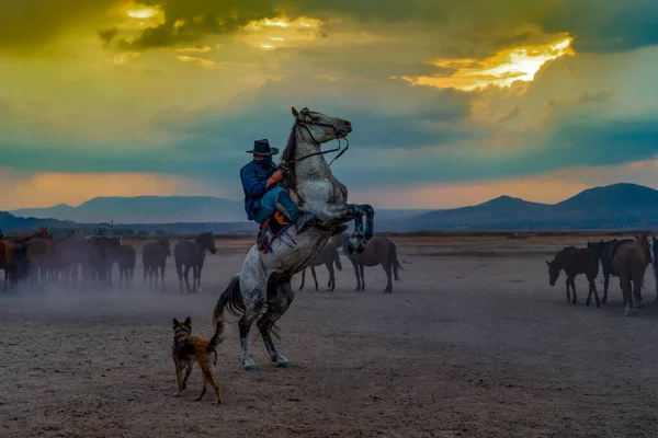 Västerländska Cowboys Rider Hästar Med Hund Damm Häst Stående Bakbenen — Stockfoto