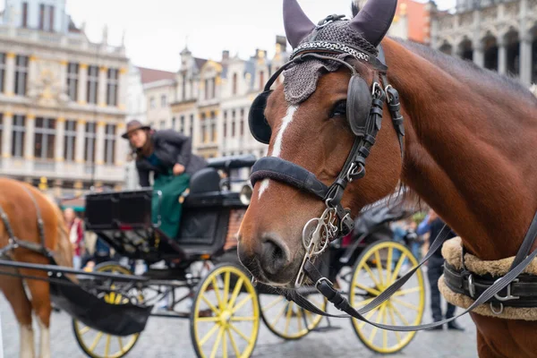 ベルギー ブリュッセルの中央広場で旅行者を待っている馬車 — ストック写真