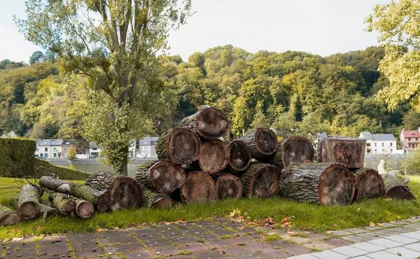 Many big logs on green grass near Meuse River, Namur, Belgium.