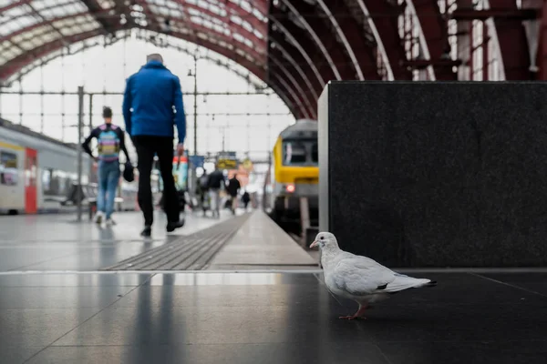 Concept Van Relatie Tussen Dier Mens Duivenvogel Loopt Tussen Mensen — Stockfoto