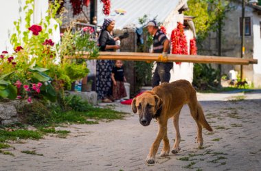 Cukuroren, Bilecik / Türkiye - Eylül 08 2019: Sokakta dolaşan kahverengi bir köpek