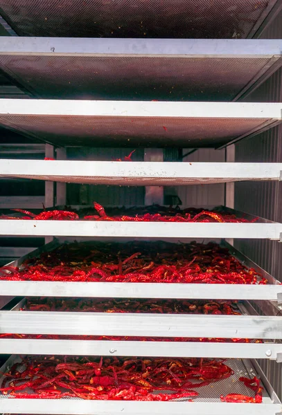 Industrial food dehydrator machine. Professional fruits and vegetables dehydration machines. Long red pepper in it. Peppers can be dried in the oven at a very low temperature.