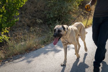 İnsan Anadolu çoban köpeğiyle yürür (Sivas kangal kopek, kopegi)