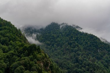 Türkiye 'nin Karadeniz bölgesinde bulut ve sis altındaki çam ağaçları. zillahananın yanındaki orman..