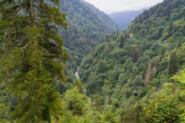Türkiye 'nin Karadeniz bölgesinde bulut ve sis altındaki çam ağaçları. zillahananın yanındaki orman..