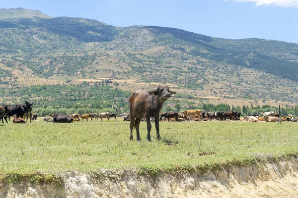 Ungt Vatten Buffel Ser Och Kor Bakgrunden Lake Eber Turkiet — Stockfoto