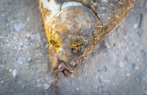 해변에서 잉어가 있는걸잡았고 배고픈 말벌들이 그것을 먹으려고 있었어요 — 스톡 사진