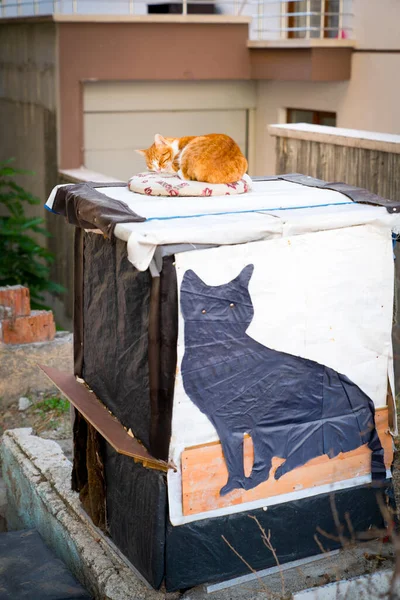 A red cat lying on cat\'s nest outside