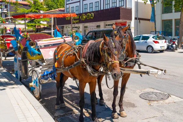 Amasya Turkey August 2019 Horses Close Animals Transportation Tourists — Stock Photo, Image