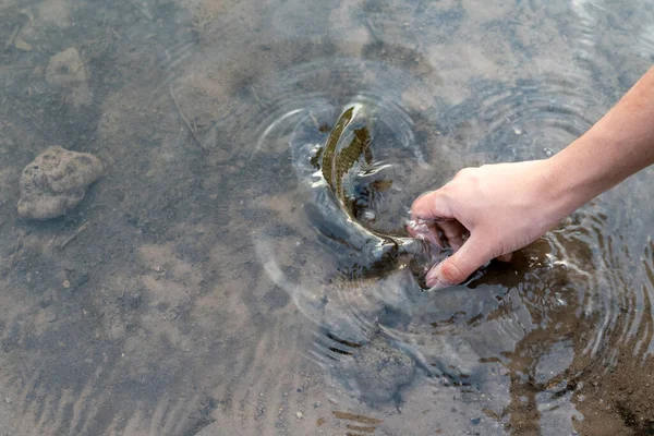 Pescador Sosteniendo Peces Liberando Peces Carpa Nuevo Río Competencia Pesca —  Fotos de Stock