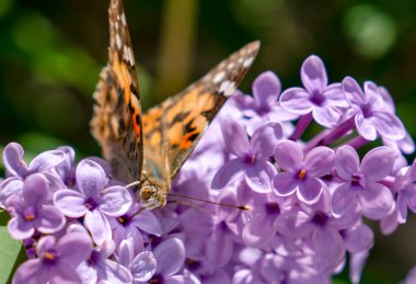 Yaz leylağı çalılığında (Buddleja davidii) Boyalı Bayan Kelebek (Vanessa Cardui))
