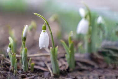 Bahar çiçekleri beyaz kar damlaları (Galanthus nivalis)