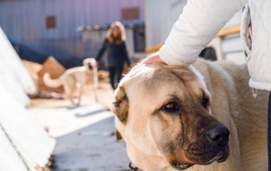 A Turkish girl hugs an Anatolian shepherd dog (sivas kangal) clipart