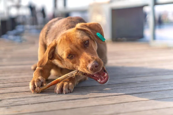 Brown Stray Dog Eating Bone Sidewalk — Stock Photo, Image