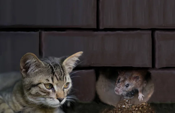 Kedi Gözünü Dikmiş Bir Farenin Deliğinden Çıkmasını Bekliyor — Stok fotoğraf