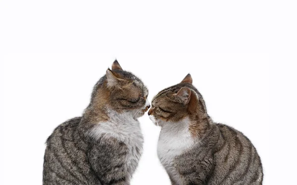 Zwei Verliebte Katzen Isoliert Auf Weißem Hintergrund — Stockfoto
