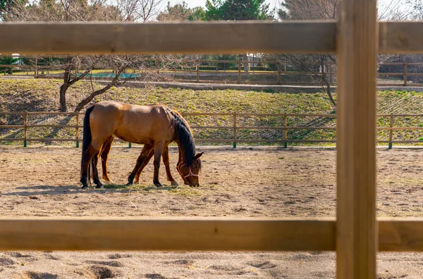 Två Bruna Hästar Äter Mat Sand Bakom Trästaket Ser Bara — Stockfoto