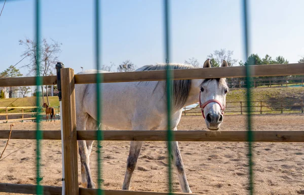 Caballo Blanco Mira Por Detrás Seto — Foto de Stock