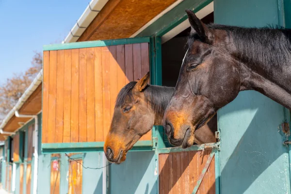 Två Hästar Vilar Med Halvslutna Ögon Kanske Sover — Stockfoto
