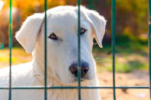 Obdachloser Hundewelpe Hinter Gittern Des Tierheims — Stockfoto