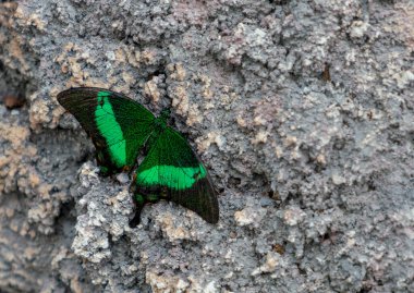 Papilio Palinurus taş / kaya üzerinde oturuyor