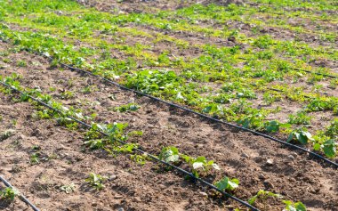 Sebze tarlasında damlatma, seçici odak.