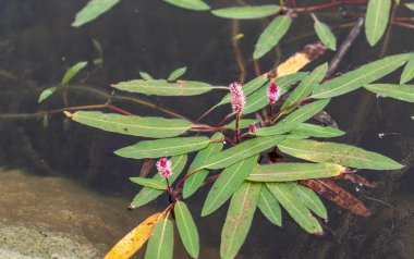 Water knotweed (smartweed) flowers growing in Lake Emre in Phrygia Valley Natural Park (Frig Vadisi Tabiat Parki), Ihsaniye, Afyonkarahisar/Turkey clipart