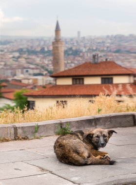Taş zeminde yatan kahverengi evsiz köpek ve arka planda kent manzarası, Ankara ve Türkiye.