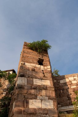 Ağaç fidanı, taş bir kale duvarının içinde büyüyor. Kararlılık kavramı. Ankara Kalesi 'nin yıkıntılarındaki ağaç