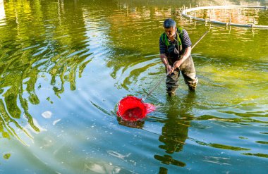 Ankara / Türkiye-23 Haziran 2019: Bahçedeki havuzu yapraklardan temizleyen bahçıvan