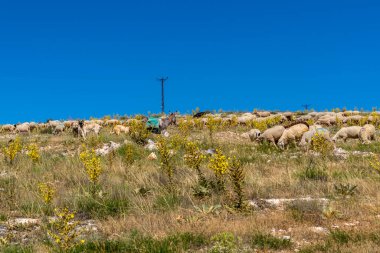 Tepelerde, koyunlarda, kangal köpeklerinde ve eşeklerde birlikte beslenen renkli koyun sürüsü, Türkiye