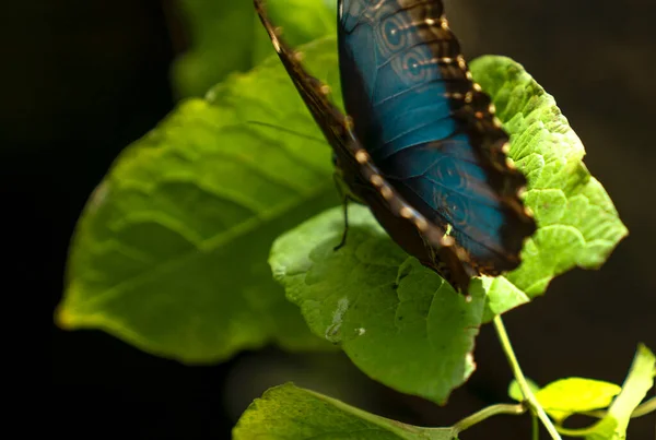 Morpho Peleides Blue Morpho Gröna Blad — Stockfoto