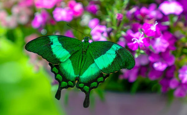 Papilio Palinurus mor çiçek üzerine