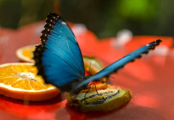 Morpho Peleides Blue Morpho Ätande Frukt — Stockfoto