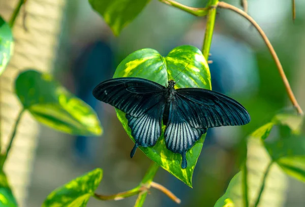 Papilio Memnon Great Mormon Grönt Bladverk — Stockfoto