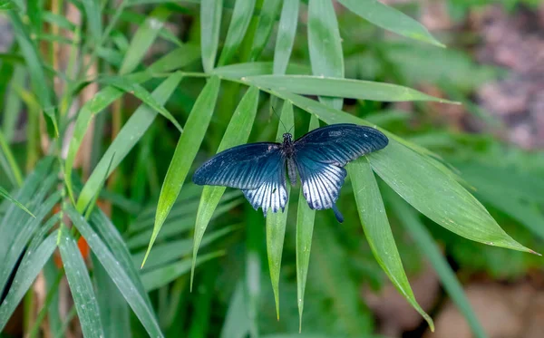 Papilio Memnon Great Mormon Grönt Bladverk — Stockfoto