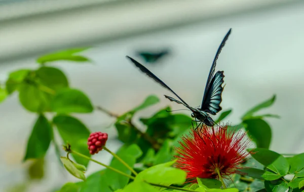 Bakåt Bild Papilio Memnon Stor Mormon Röd Blomma — Stockfoto