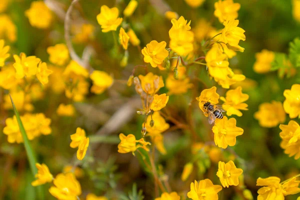 Jedna Včela Žlutých Květinách Pozadí Textura — Stock fotografie