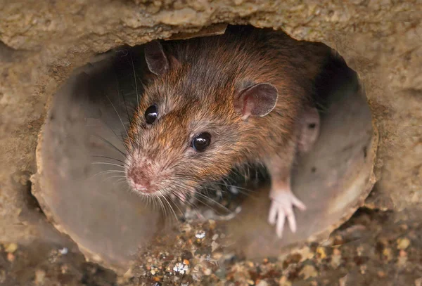 Closeup Rat Looking Camera Sewer — Stock Photo, Image