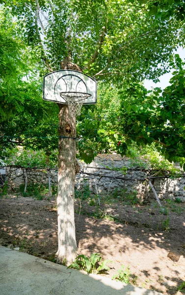 Kosz Koszykówki Zawieszony Dołączonym Zielonym Pnia Drzewa — Zdjęcie stockowe