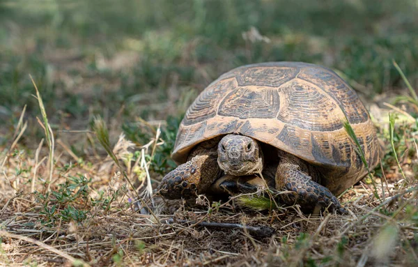 Wild Tortoise Roaming Freely Central Turkey — Stock Photo, Image