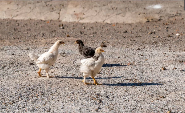 Unga Kycklingar Strövar Omkring Stor Trädgård Landsbygden — Stockfoto
