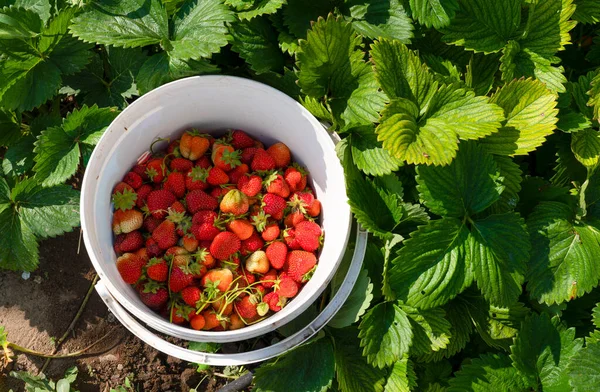 Picking strawberries in field, many strawberries in a plastic container.
