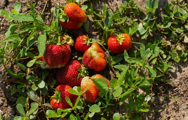杂草中的草莓植物 它需要是杂草 杂草损害草莓 — 图库照片